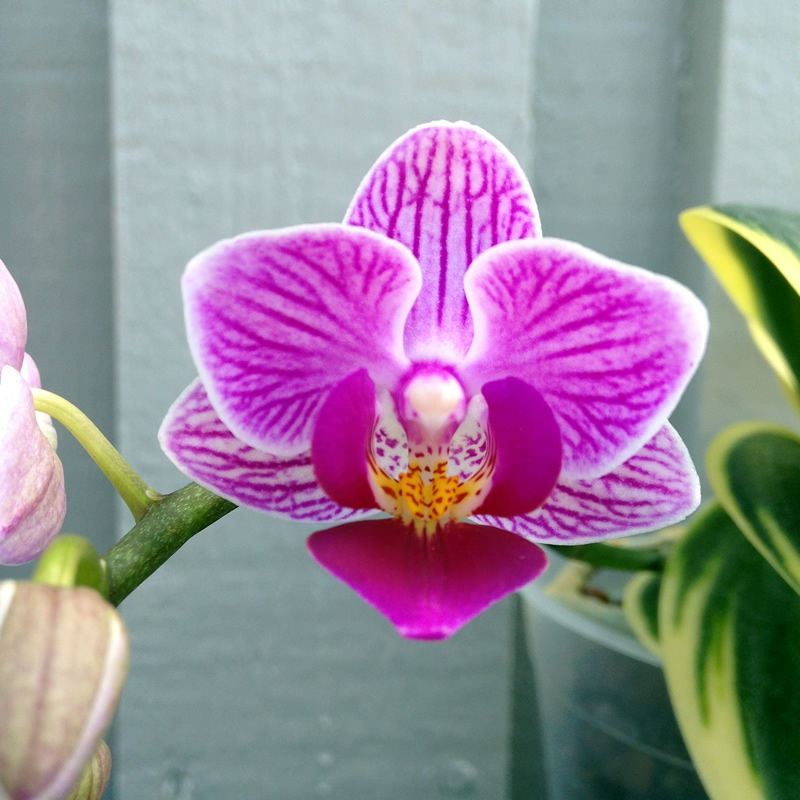 Doritaenopsis-Sogo-Vivien--Golden-Vivien--blomma.jpg