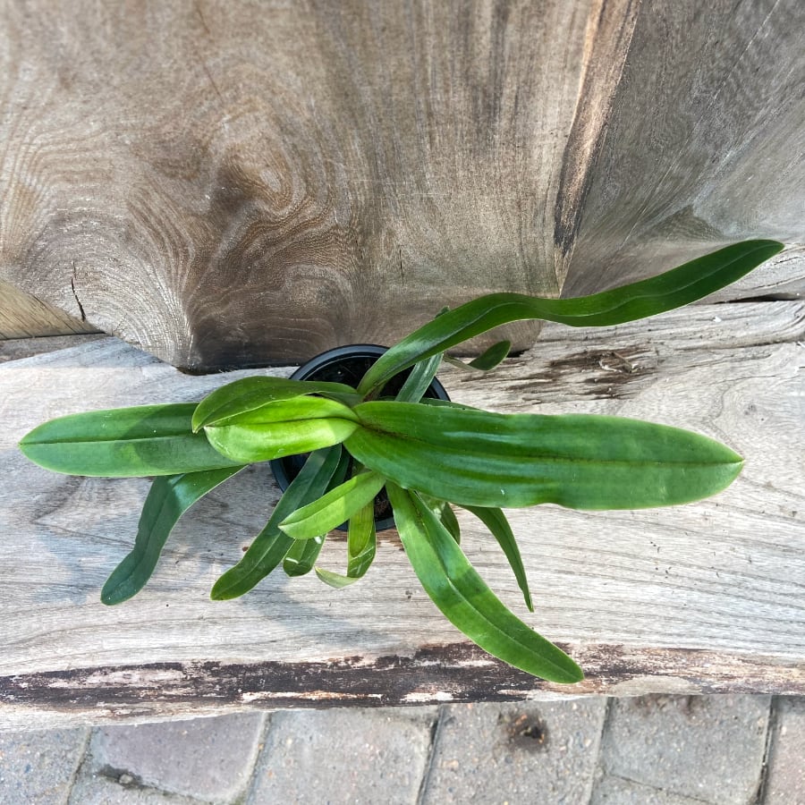 Paphiopedilum spicerianum, uppifrån Paphiopedilum spicerianum, uppifrån