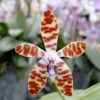 Phalaenopsis bastianii 'Philippines' x 'TK', blomma