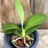 Phalaenopsis bastianii 'Philippines' x 'TK', större ung planta