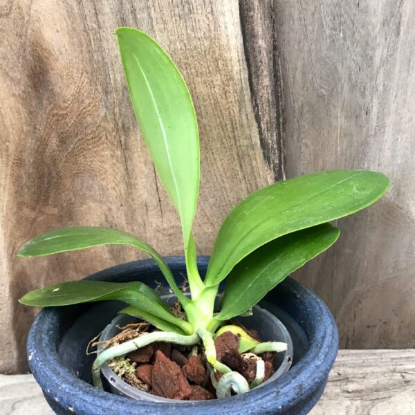 Phalaenopsis bastianii 'Philippines' x 'TK', större ung planta