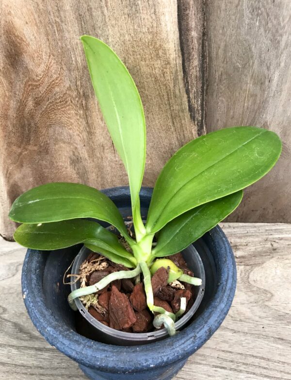 Phalaenopsis bastianii 'Philippines' x 'TK', större ung planta
