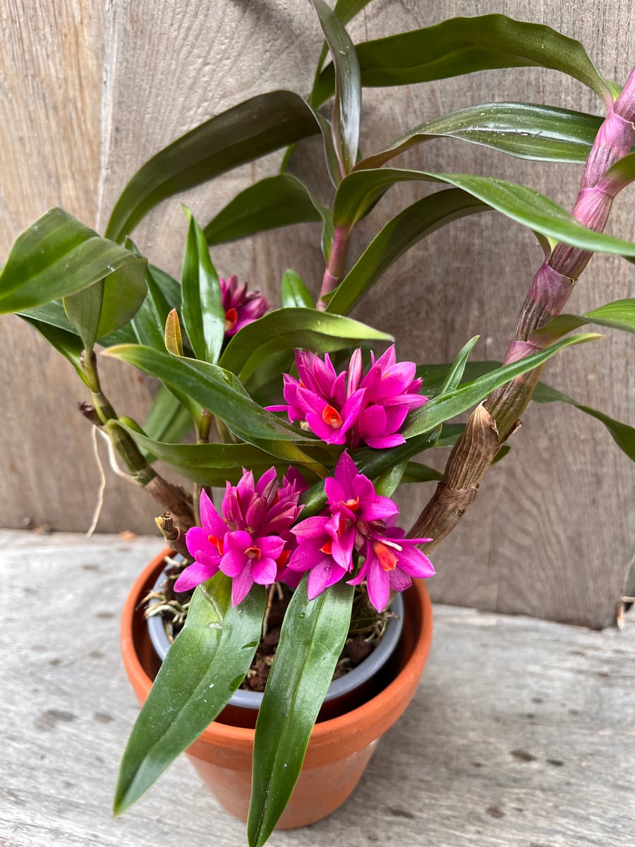 Dendrobium Hibiki, blommande planta