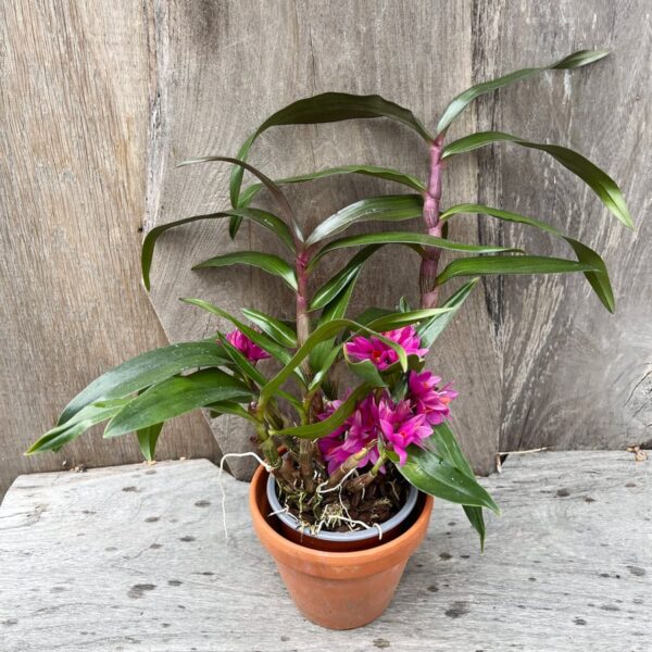 Dendrobium Hibiki, planta