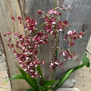 Oncidium Sharry Baby, stänglar