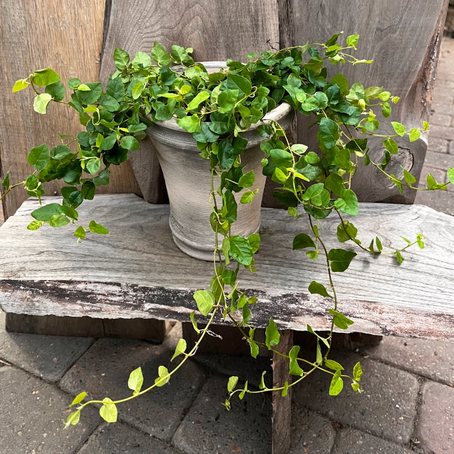 Ficus pumila, vuxen planta