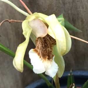 Coelogyne speciosa, blomma