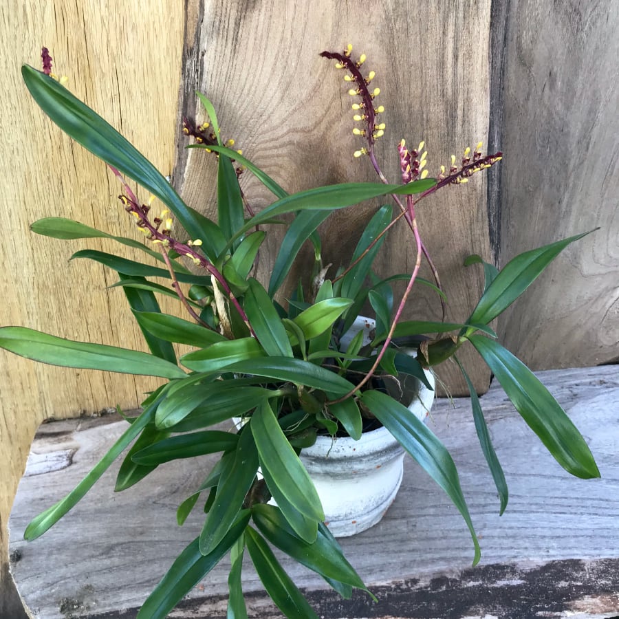 Bulbophyllum falcatum, planta
