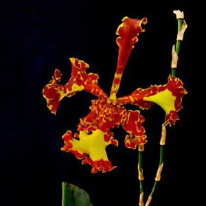 Psychopsis Mariposa, 3 läppar, blomma