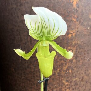 Paphiopedilum Maudiae 'Bankhouse', blomma