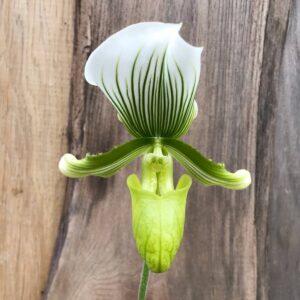 Paphiopedilum Maudiae 'Charlotte', blomma