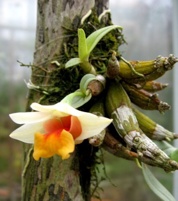 Dendrobium-bellatulum-planta.jpg