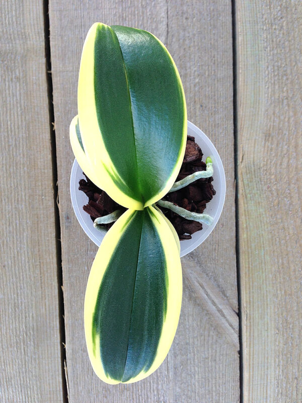 Doritaenopsis-Sogo-Vivien--Golden-Vivien.jpg