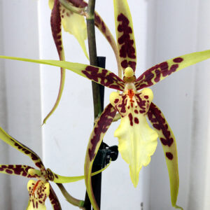 Brassia-Eternal-Wind-blomma.jpg