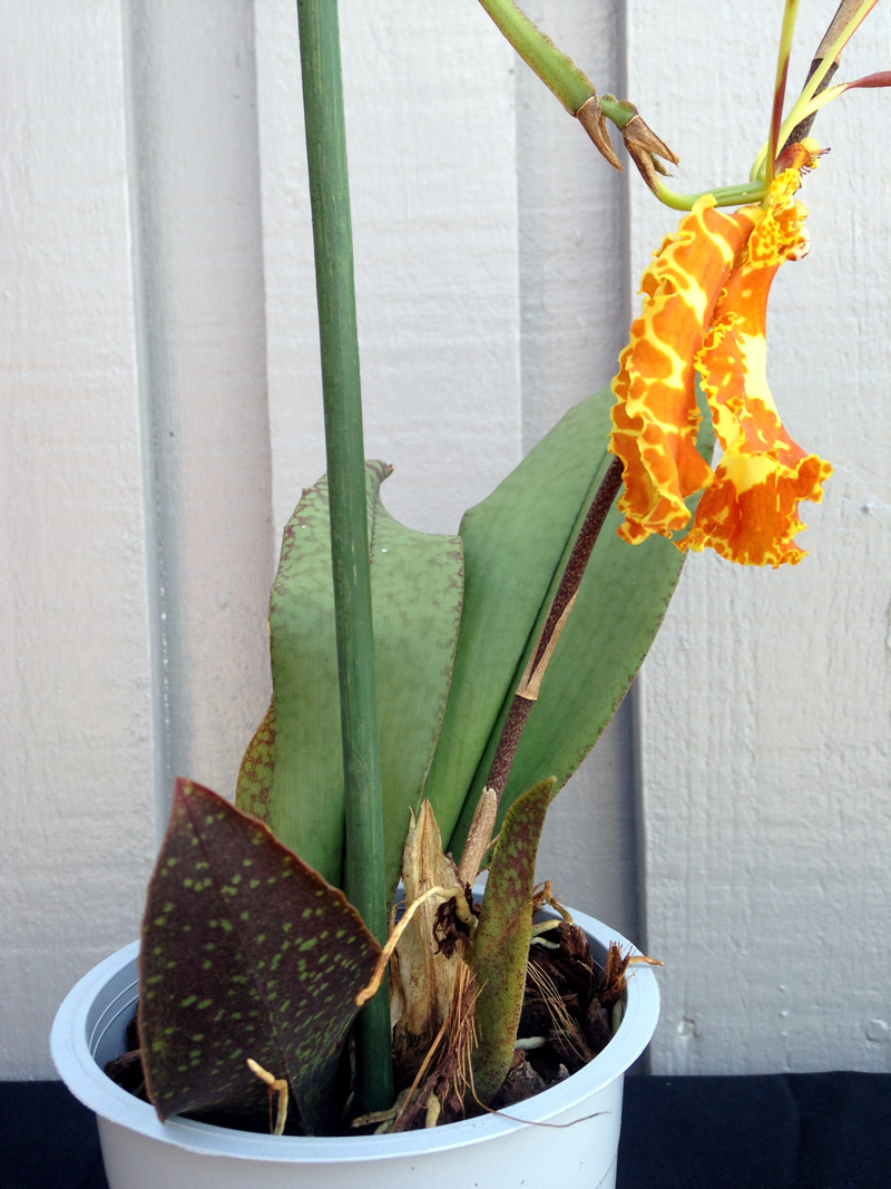 Psychopsis-Mariposa-Green-Valley--blad.jpg Psychopsis-Mariposa-Green-Valley--blad.jpg
