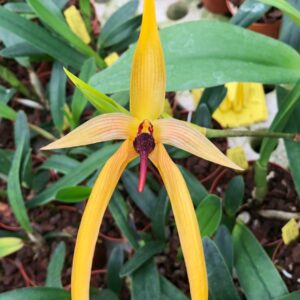 Bulbophyllum Wilbur Chang, blomma