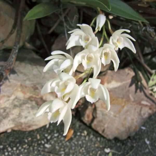 Dendrobium × delicatum, blommor