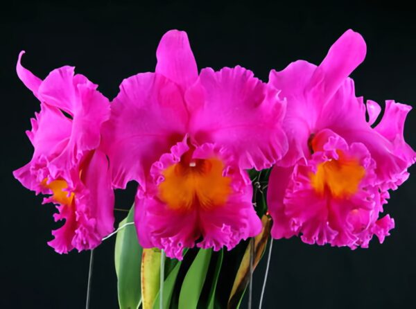 Rhyncholaeliocattleya Pink Empress 'Bright Sun', blommor
