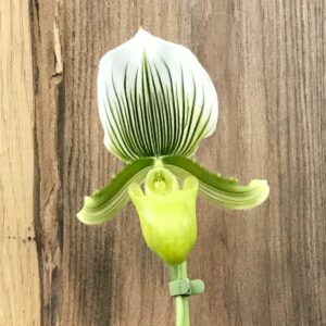 Paphiopedilum Maudiae 'Femma'