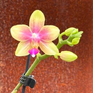 Phalaenopsis Biondoro, blomma