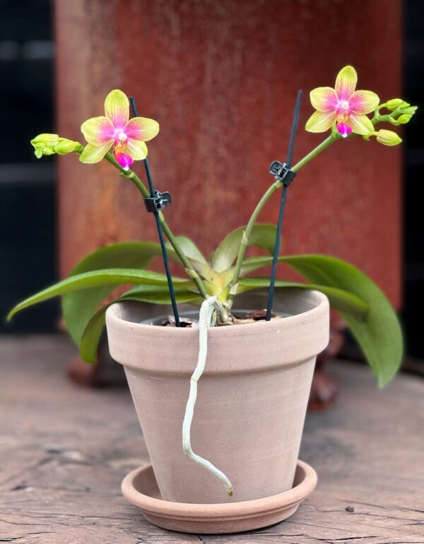 Phalaenopsis Biondoro, blommande planta, 2 stänglar