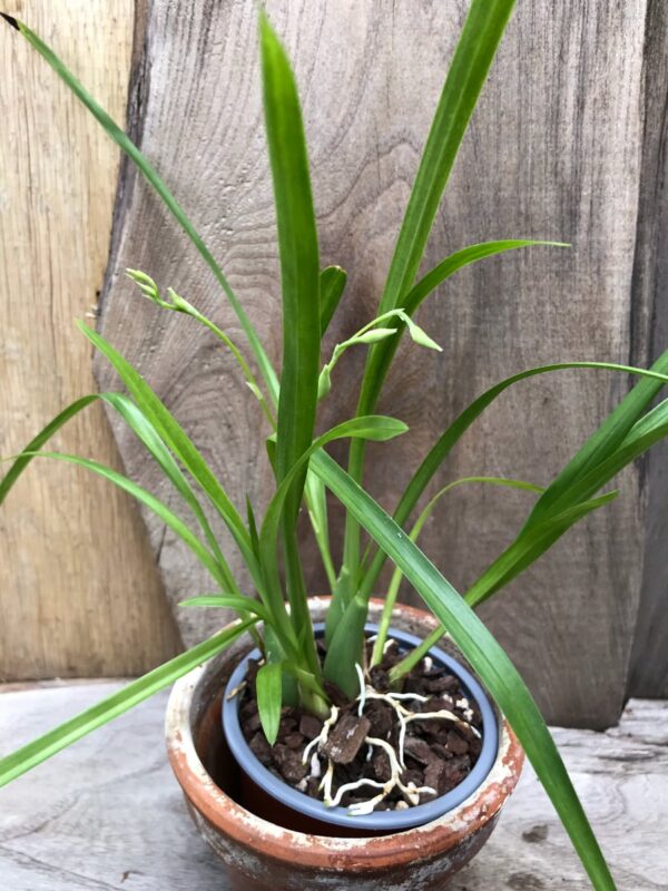 Miltoniopsis phalaenopsis, planta med knoppar