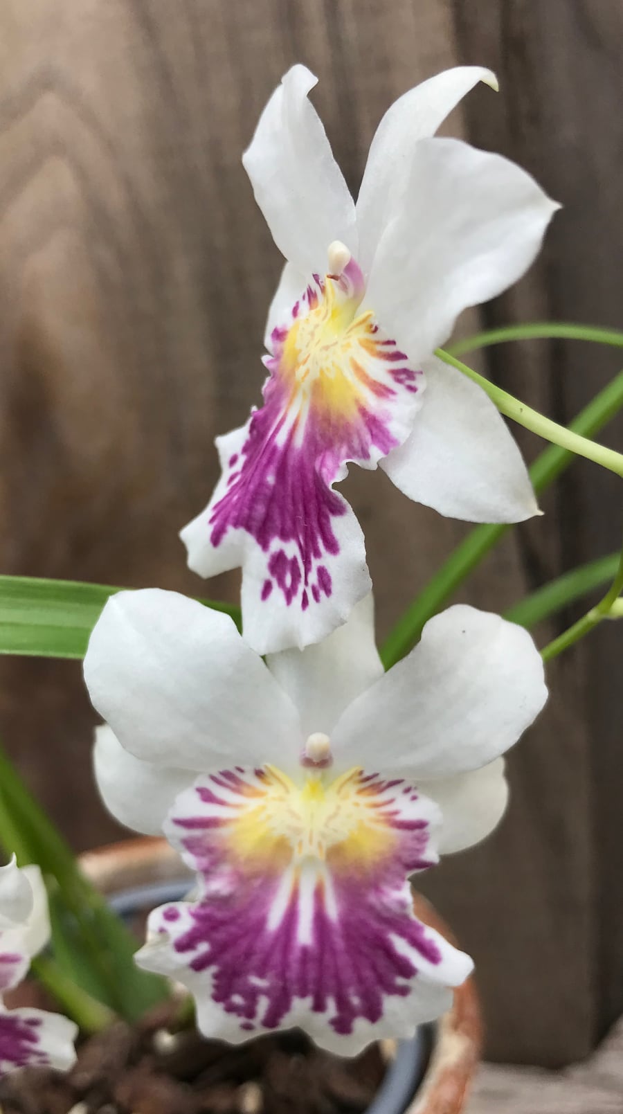 Miltoniopsis phalaenopsis, blommor