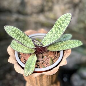 Paphiopedilum delenatii, vinicolor, blad