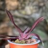 Paphiopedilum delenatii, vinicolor, blad sidvy