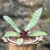 Paphiopedilum delenatii, vinicolor, ung planta