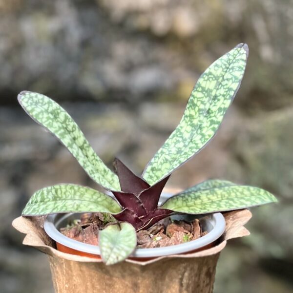 Paphiopedilum delenatii, vinicolor, ung planta