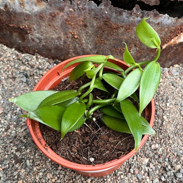 Vanilla planifolia, 3 sticklingar