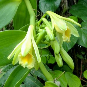 Vanilla planifolia, flowers