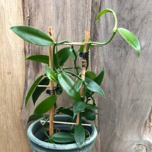 Vanilla planifolia, ung planta