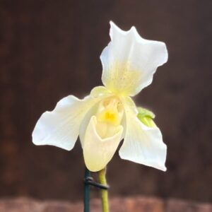 Paphiopedilum Phips, blomma