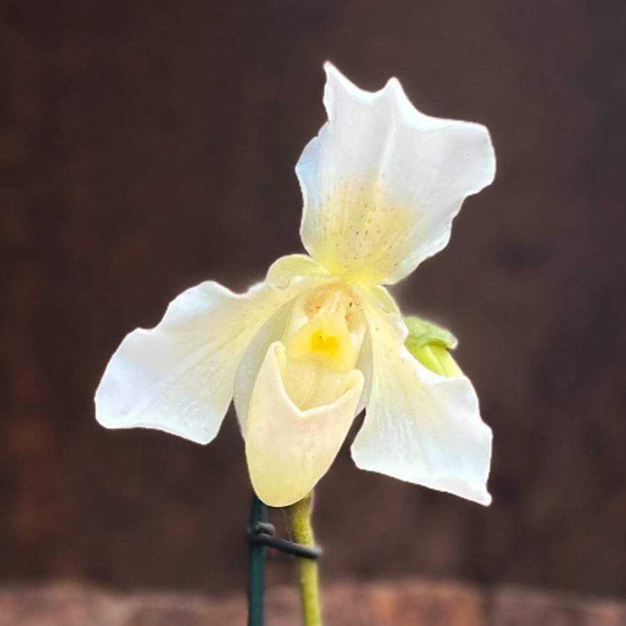 Paphiopedilum Phips, blomma