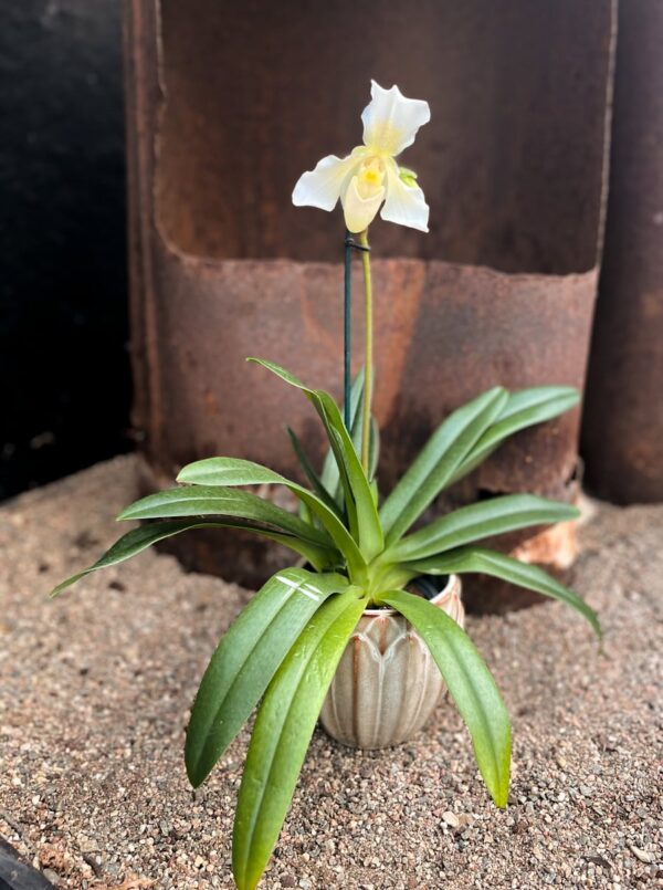 Paphiopedilum Phips, blommande planta
