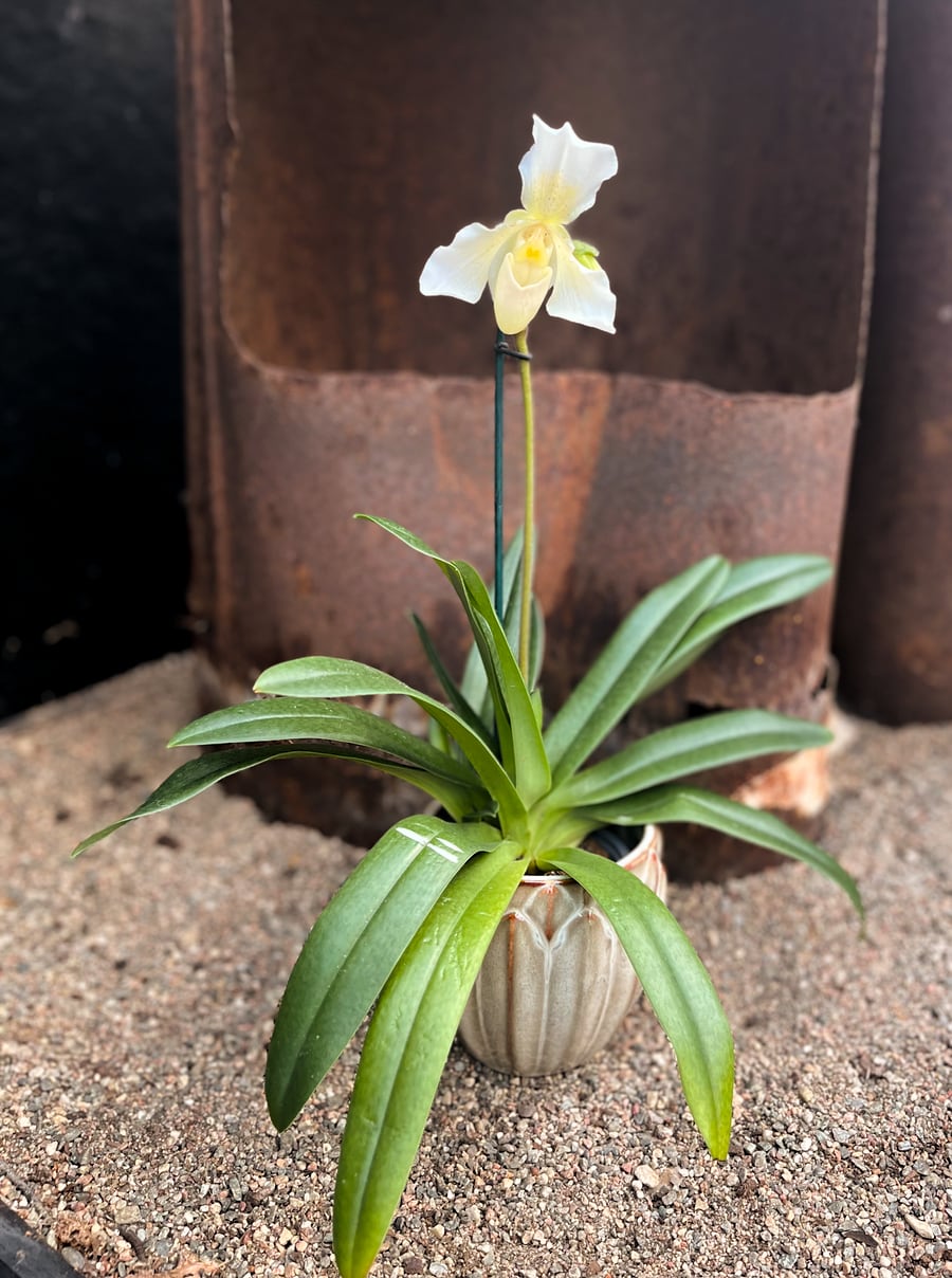 Paphiopedilum Phips, blommande planta