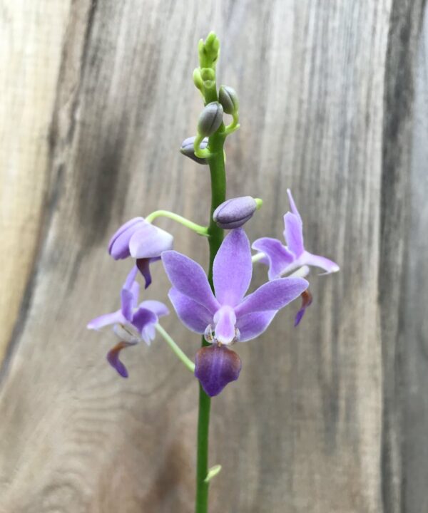 Phalaenopsis Purple Gem 'Aida', blomma