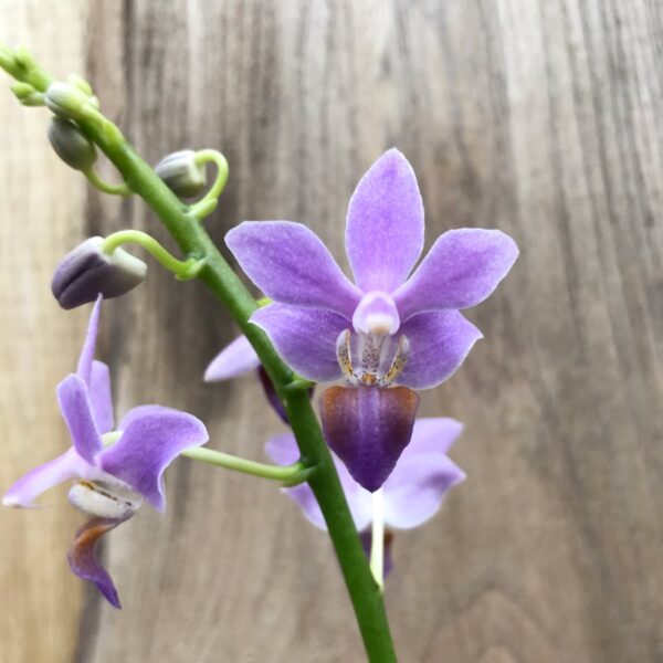Phalaenopsis Purple Gem 'Aida', blomma