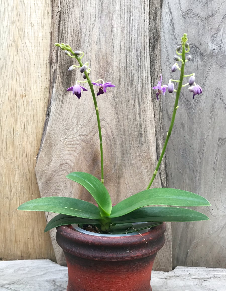 Phalaenopsis Purple Gem 'Aida', två stänglar på planta