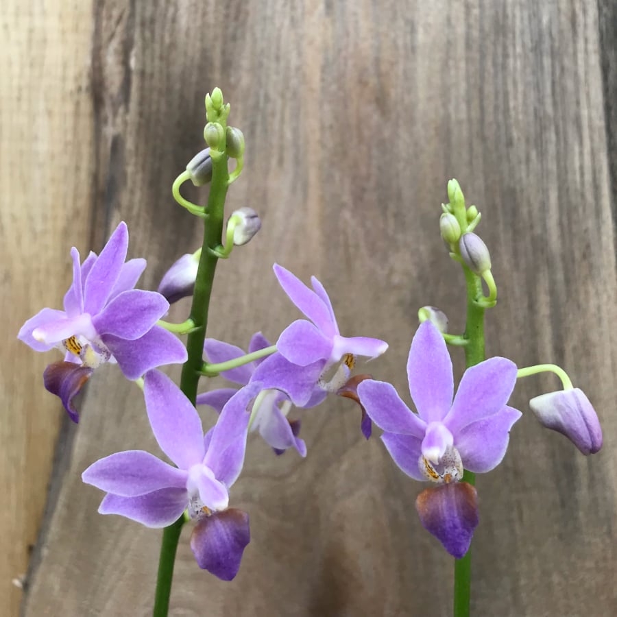 Phalaenopsis Purple Gem, Aida, två stanglar