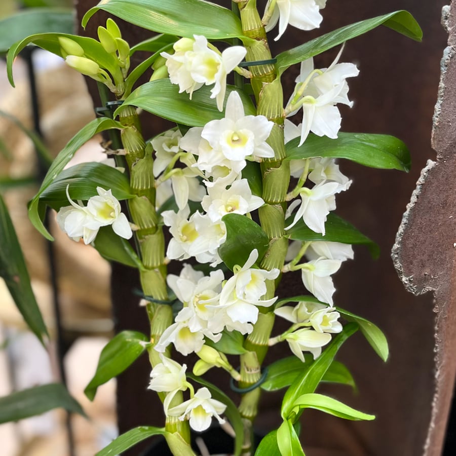 Dendrobium Spring Dream 'Apollon', blommor