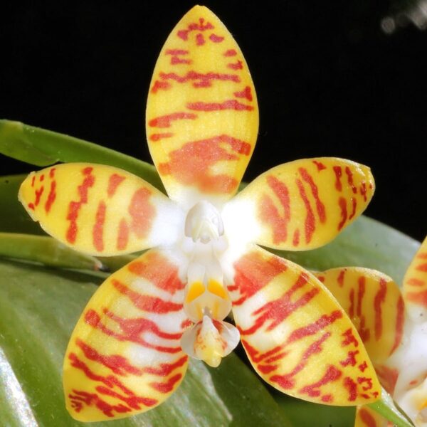 Phalaenopsis amboinensis, blomma