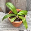 Phalaenopsis amboinensis, stor nog att blomma