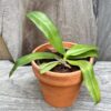 Phalaenopsis amboinensis, stor nog att blomma