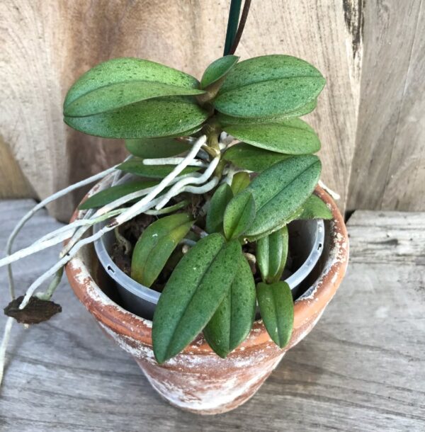 Phalaenopsis pulcherrima, minor, planta