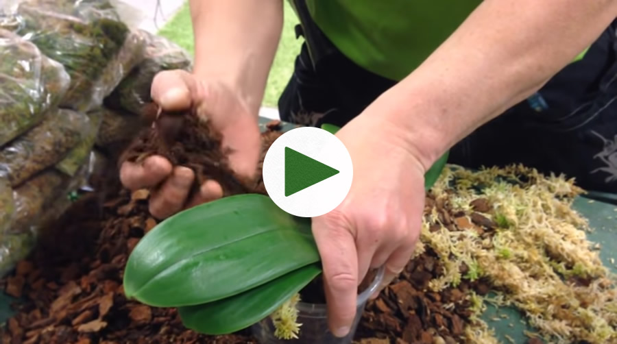 Video av Omplantering avPhalaenopsis med Peter Göttfert