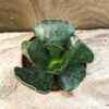 Adromischus cooperi