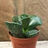 Adromischus cooperi